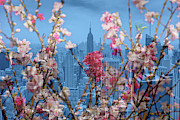 New York City Floral  Photograph by Az Jackson