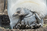 Newborn King Penguin Chick Photograph by Tui De Roy