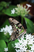 Nicely Photograph by Michelle Wermuth