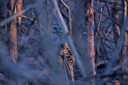 Night Watchman Photograph by Nunweiler Photography
