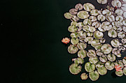 No Mud No Lotus Photograph by Ana V Ramirez No Mud No Lotus Photograph by Ana V Ramirez