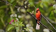 Northern Cardinal Photograph by Olexandr Shpyek