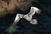 Northern Gannet in flight Photograph by Grant Glendinning Northern Gannet in flight Photograph by Grant Glendinning