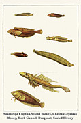 Nosestripe Clipfish,Scaled Blenny, Chestnut-eyelash Blenny, Rock Gunnel, Dragonet, Scaled Blenny Painting by Albertus Seba