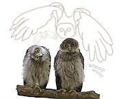 O is for Owl Drawing by Joan Stratton