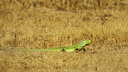 Ocellated Lizard Timon lepidus Cadiz Photograph by Sapiens Verbum Ocellated Lizard Timon lepidus Cadiz Photograph by Sapiens Verbum