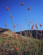 Sky Flowers Photograph by Tom Daniel