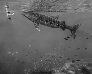 Ok That's Close Enough Photograph by Tim Fitzharris