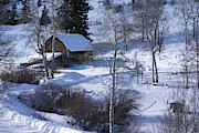 Old western barn in snow with aspens  Photograph by Steve Estvanik