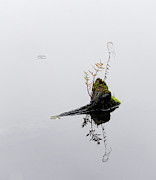 One Drop Photograph by Lynn Wohlers