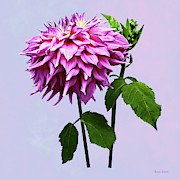 One Pink Dahlia and Buds Photograph by Susan Savad One Pink Dahlia and Buds Photograph by Susan Savad