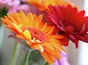 Orange and Red Gerber Flowers Photograph by Scott Lyons Orange and Red Gerber Flowers Photograph by Scott Lyons