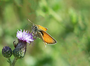 Orange butterfly feeding Photograph by Scott Lyons