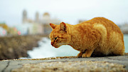 Orange Cat by the Sea Photograph by Sapiens Verbum Orange Cat by the Sea Photograph by Sapiens Verbum