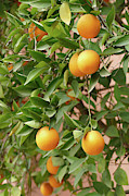 Orange trees in the garden of a luxury hotel Photograph by Steve Estvanik Orange trees in the garden of a luxury hotel Photograph by Steve Estvanik