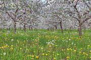 Orchard Blooms Photograph by Paul Schultz