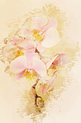 Orchids Photograph by Angie Tirado