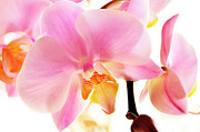 Orchids in Watercolor Photograph by Angie Tirado