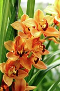 Orchids Photograph by Terri Brewster