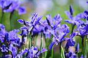 Oregon Iris Photograph by Bonnie Bruno Oregon Iris Photograph by Bonnie Bruno