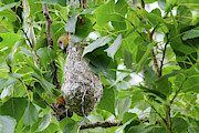 Oriole Nest Photograph by Brook Burling