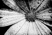 Osteospermum petals black and white with water Photograph by Simon Bratt