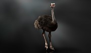 Ostrich Photograph by Science Photo Library