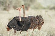 Ostrich, Struthio Camelus, Male & Photograph by Sarah Darnell