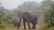 Out of the Fog in Hluhluwe Photograph by Marcy Wielfaert