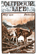 Outdoor Life Magazine Cover May 1907 Painting by Outdoor Life