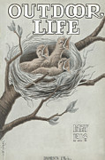 Outdoor Life Magazine Cover May 1914 Painting by Outdoor Life