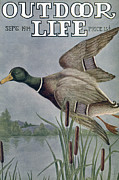 Outdoor Life Magazine Cover September 1914 Painting by Outdoor Life