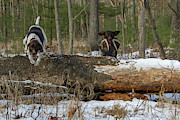 Over the Log Photograph by Brook Burling