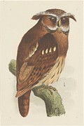 Owl On A Branch Painting by Theo Van Hoytema