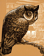 Owl Perched on a Branch Drawing by CSA Images