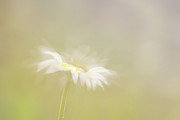 Oxeye Daisy Photograph by Janet Burdon