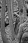 PA Twisted Trees Black And White Photograph by Adam Jewell