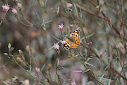 Painted Lady Butterflies on Peacock Pink Wildflower at Salton Sea Photograph by Colleen Cornelius Painted Lady Butterflies on Peacock Pink Wildflower at Salton Sea Photograph by Colleen Cornelius