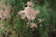 Painted Lady Butterflies on Pink Chinese Saltcedar at Salton Sea Photograph by Colleen Cornelius Painted Lady Butterflies on Pink Chinese Saltcedar at Salton Sea Photograph by Colleen Cornelius