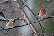 Pair of House Finches Photograph by Brook Burling