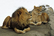 Pair Of Lions Photograph by Images By Nancy Chow