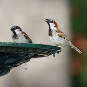 Pair of Male Spanish Sparrows Drinking from Iron Fountain Photograph by Sapiens Verbum