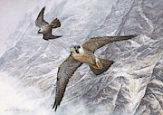 Pair of Peregrine Falcons in Flight Painting by Alan M Hunt