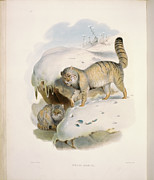 Pallas's Thibetan Cat (felis Manul) Painting by Academy Of Natural Sciences