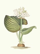 Pancratium Amboinense Painting by Priscilla Susan Bury Pancratium Amboinense Painting by Priscilla Susan Bury