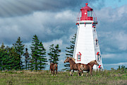 Panmure Island Painterly Ponies Photograph by Douglas Wielfaert