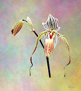 Paph Taiwan Orchid Photograph by Susan Savad Paph Taiwan Orchid Photograph by Susan Savad