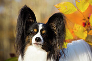 Papillon, Head Portrait, Connecticut, Usa. Photograph by Lynn M Stone / Naturepl.com Papillon, Head Portrait, Connecticut, Usa. Photograph by Lynn M Stone / Naturepl.com