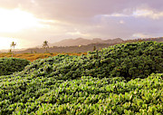 Paradise  Photograph by Bari Rhys