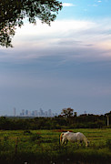 Pasture Photograph by Peter Hull